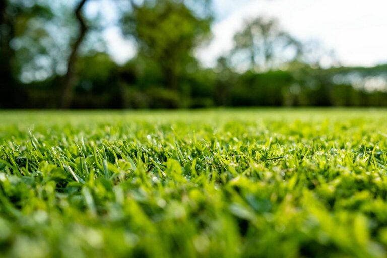 10 Best Seasonal Fertilization Tips for Kentwood Grass