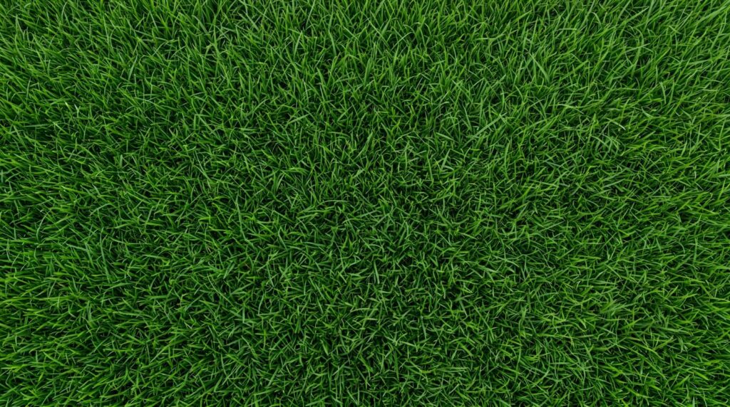 5 Spring Tips for Organic Lawn Care