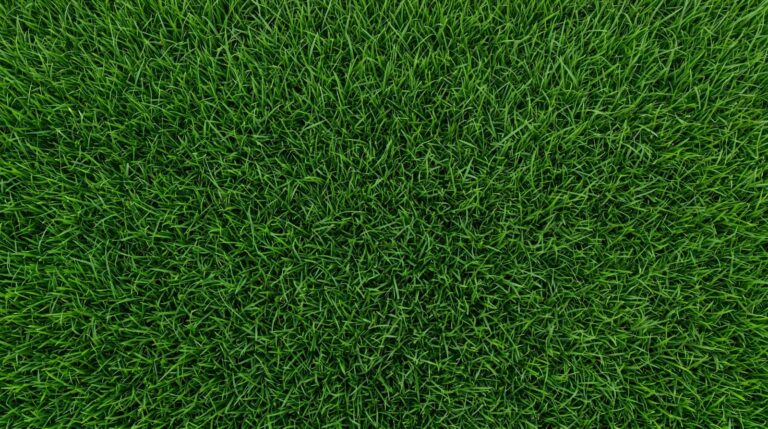 5 Spring Tips for Organic Lawn Care