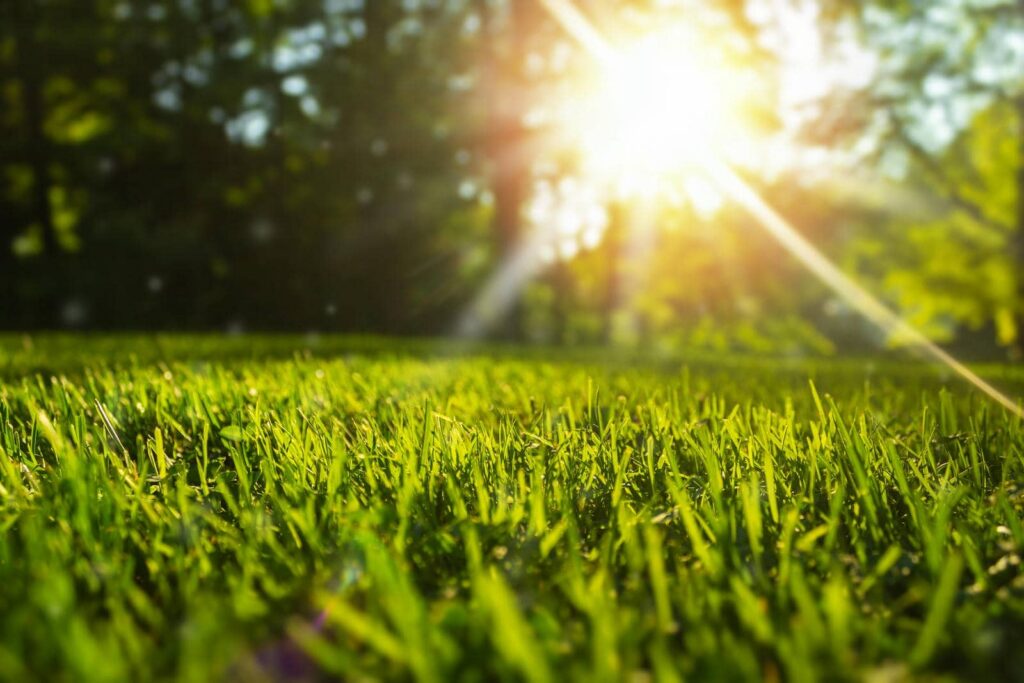 Sunlight shining on green grass