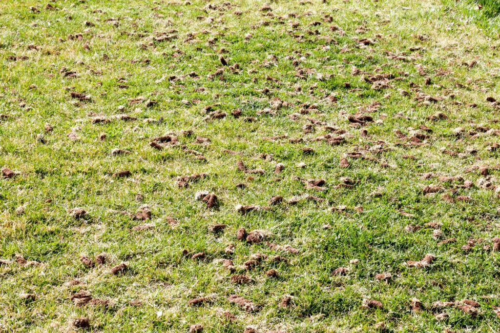 7 Best Tips for Residential Lawn Aeration