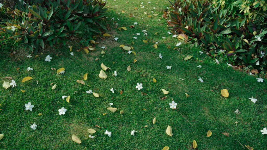 5 Tips for Autumn Grass Fertilization in Michigan