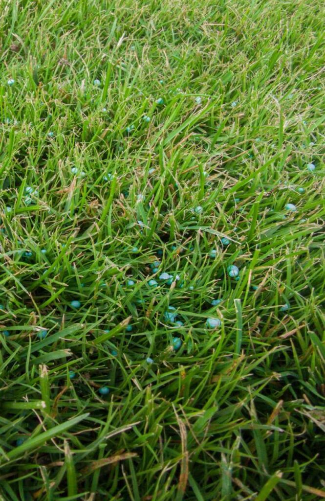 10 Eco-Friendly Weed Control Tips for Homeowners