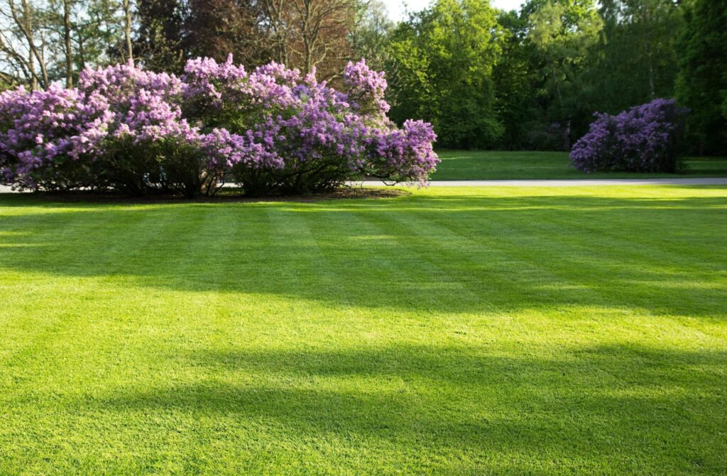 Unlocking Summer Lawn Secrets for 2025 Success