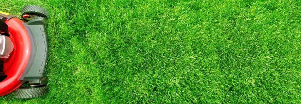 Effective Tips for Preventing Lawn Weeds