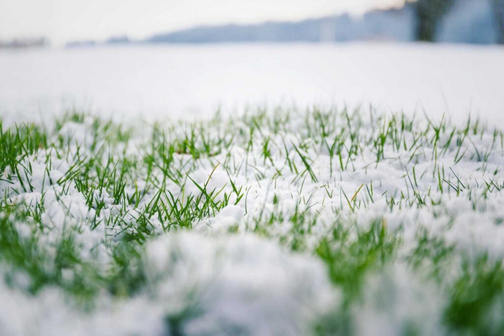 What Are Essential Lawn Care Tips for Snow?