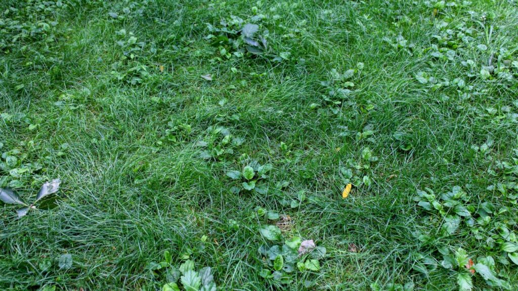 Natural Weed Control Strategies for Homeowners