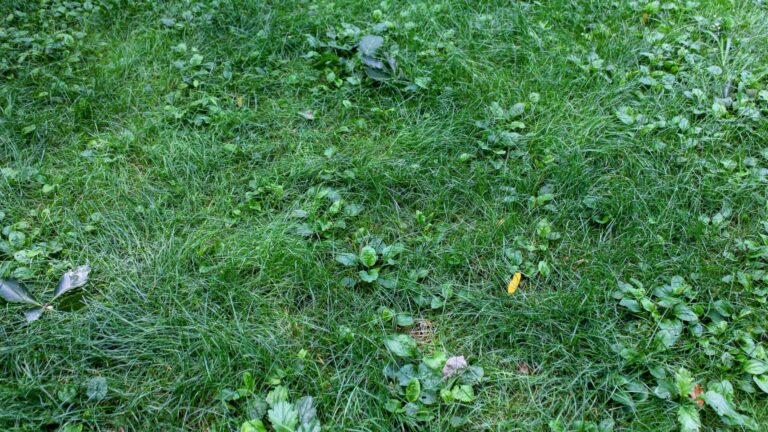 Natural Weed Control Strategies for Homeowners