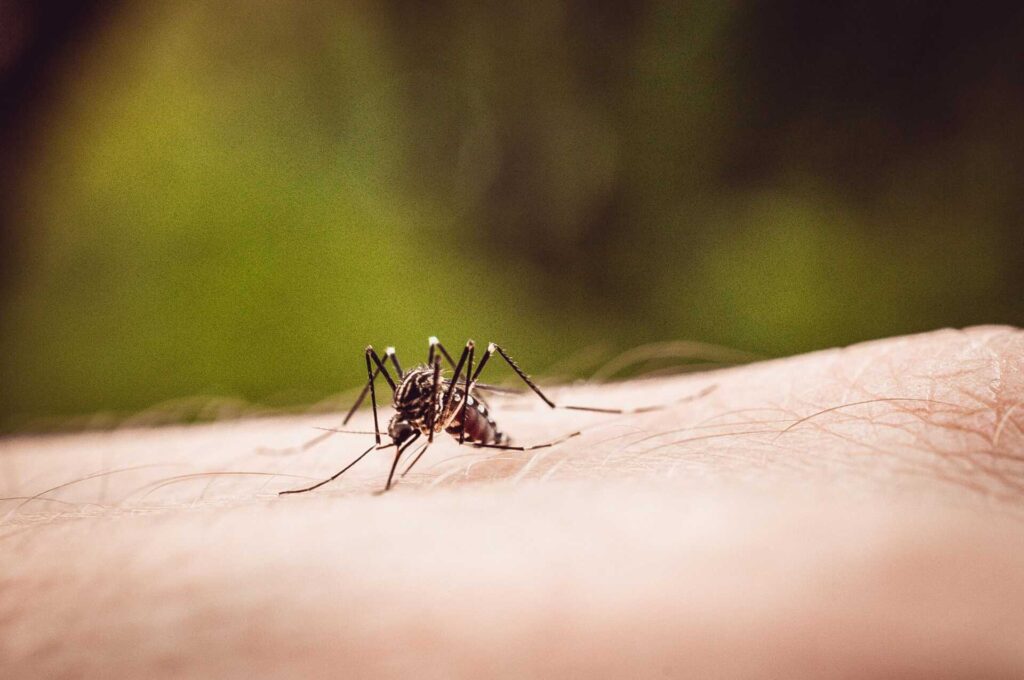 Mosquito Control Tips for Grand Rapids Lawns