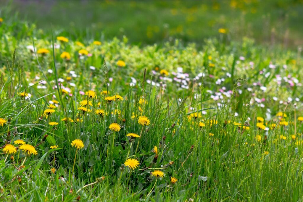 7 Eco-Friendly Weed Control Methods for Homeowners