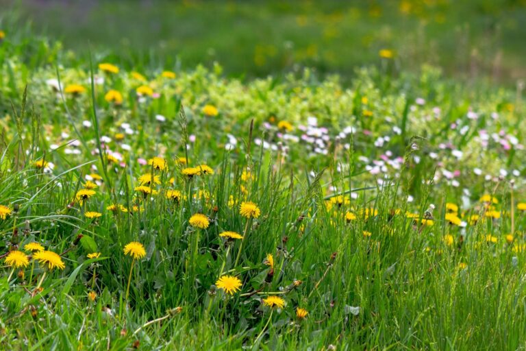 7 Eco-Friendly Weed Control Methods for Homeowners