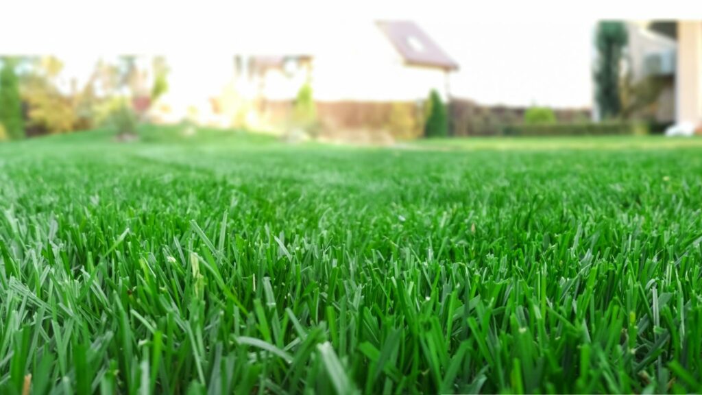 Optimizing Lawn Fertilization Schedule for Healthy Soil Growth