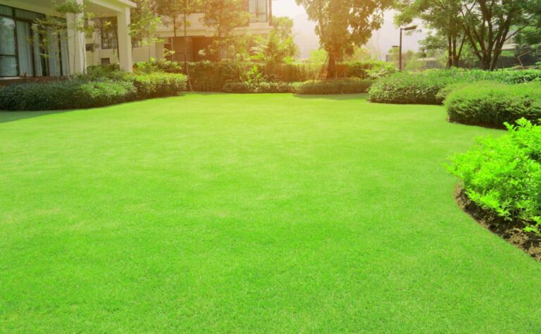 Top Tips for Preventing Weeds in Your Lawn