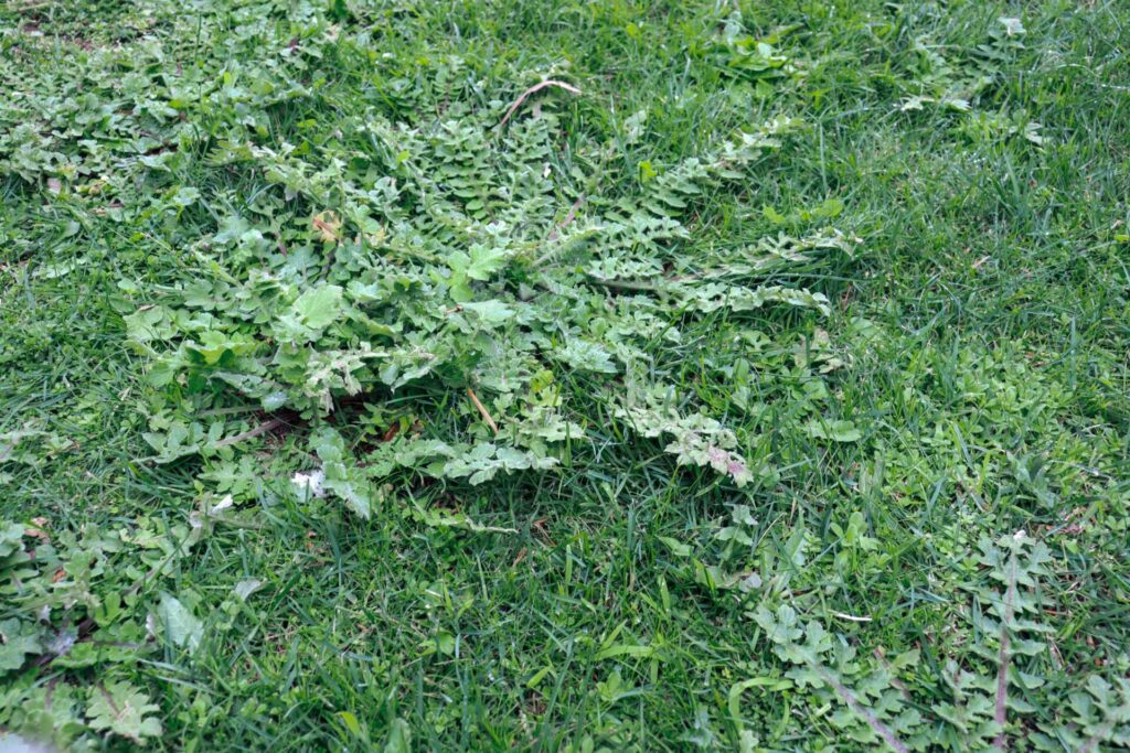What Are Eco-Friendly Weed Control Techniques for Homeowners?