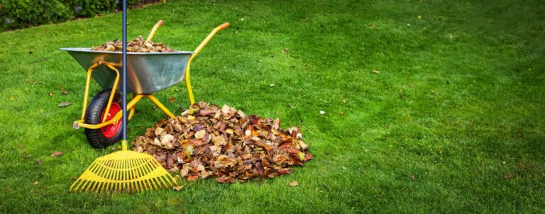 Why Choose Our Fall Yard Pest Solutions?