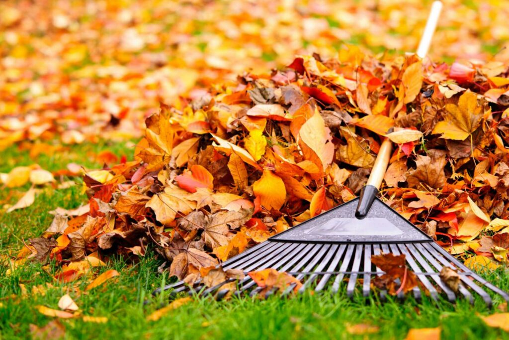 What Are the Best Seasonal Lawn Care Services?