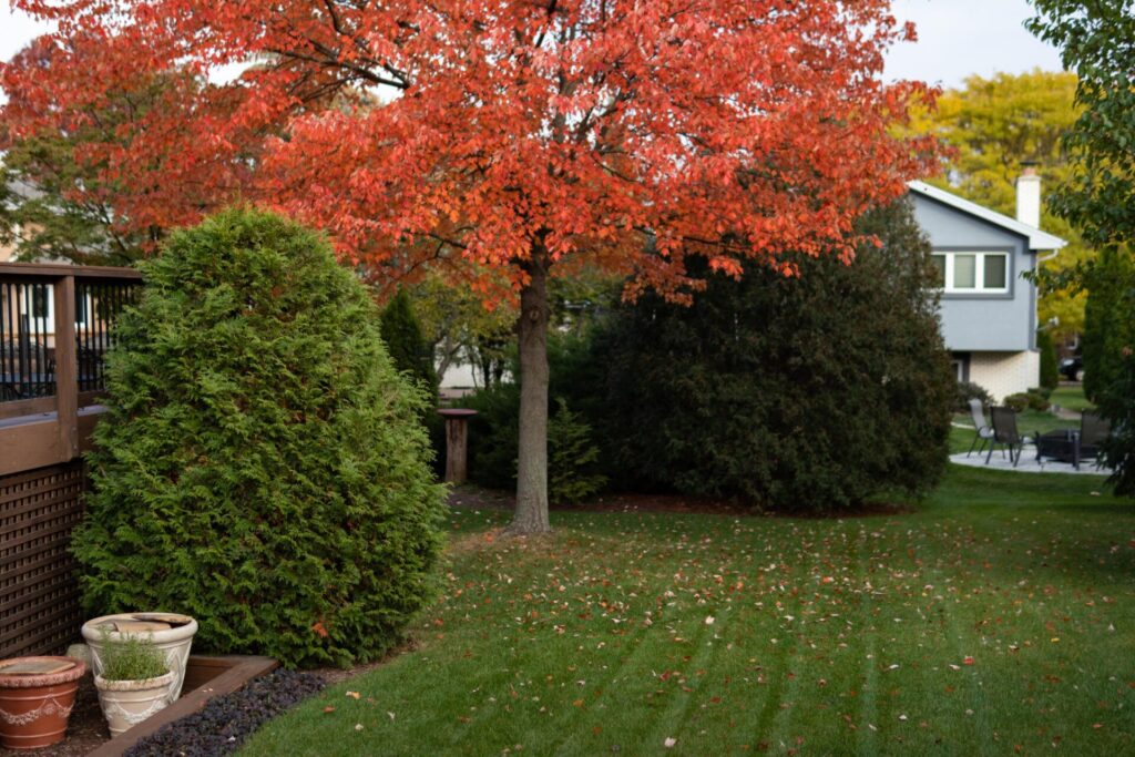 Autumn Grass Fertilization Guide for Michigan Lawns
