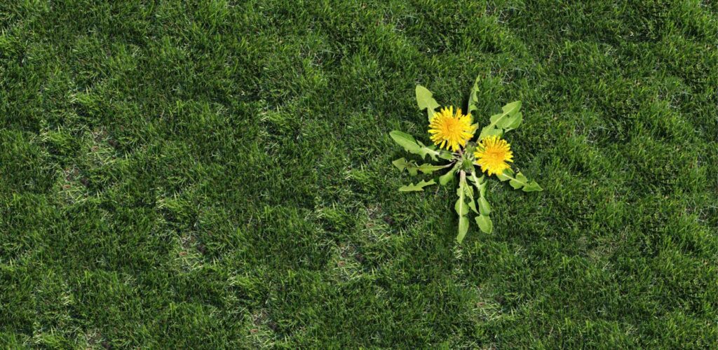 Effective Weed Control Techniques for Lawns