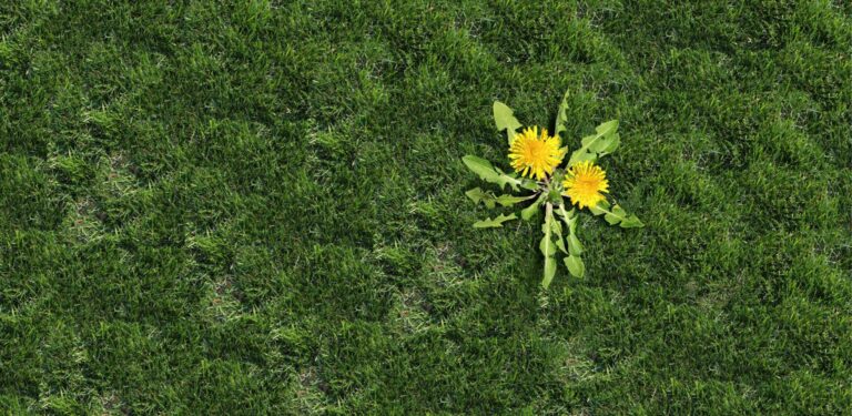 Effective Weed Control Techniques for Lawns