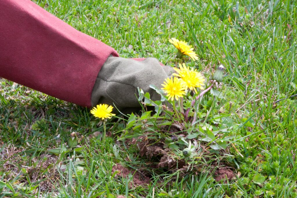 Ultimate Guide to Effective Lawn Weed Management
