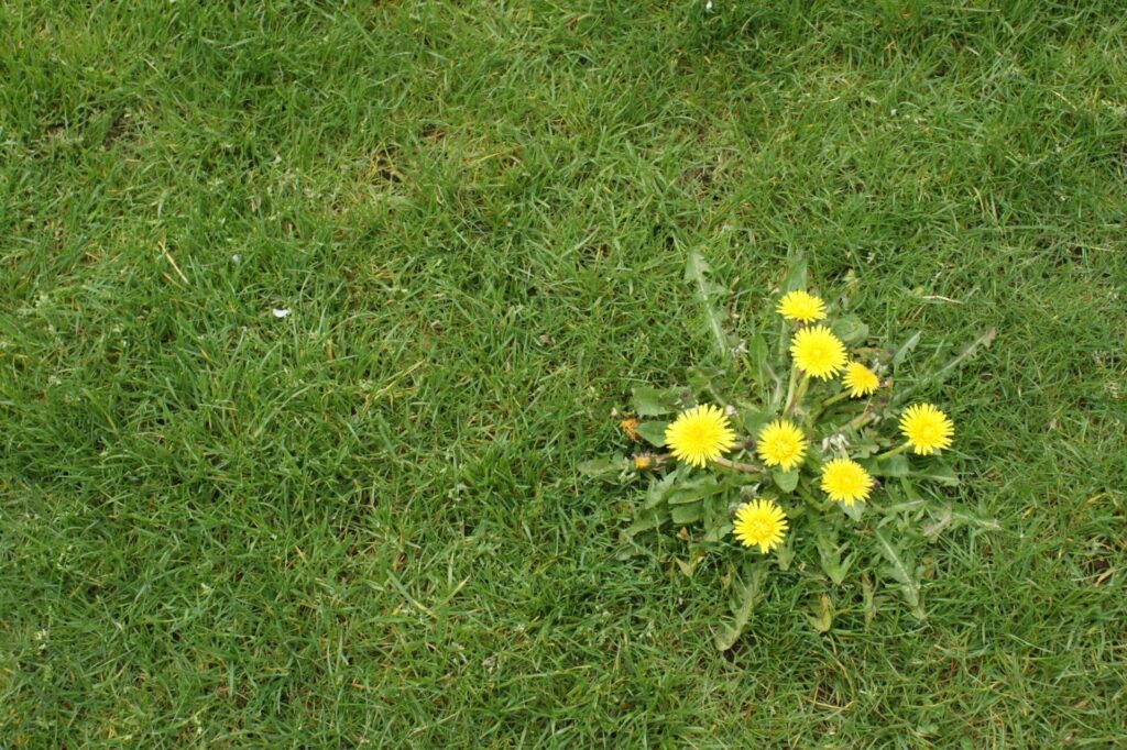 Top 5 Weed Control Strategies for Lawns