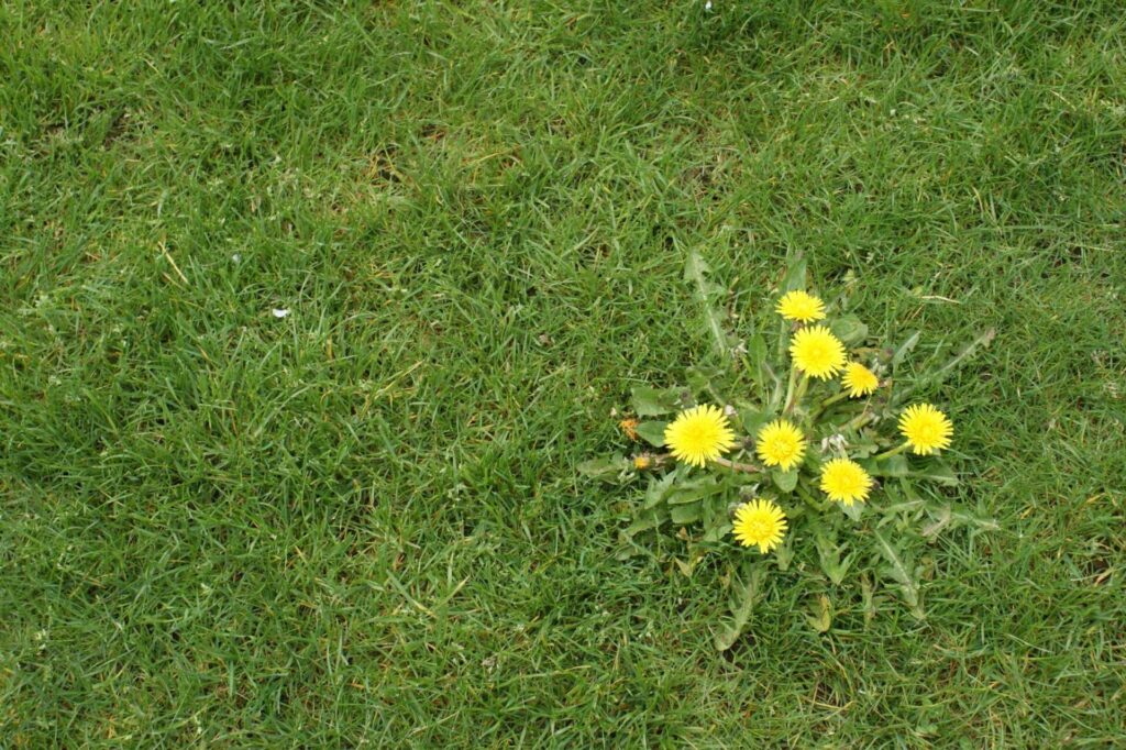 Reliable Lawn Care Strategies for Weed Prevention