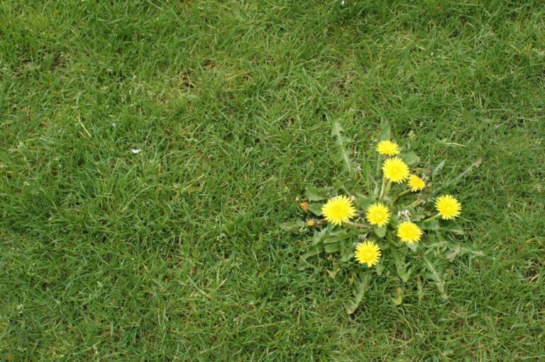 Reliable Lawn Care Strategies for Weed Prevention