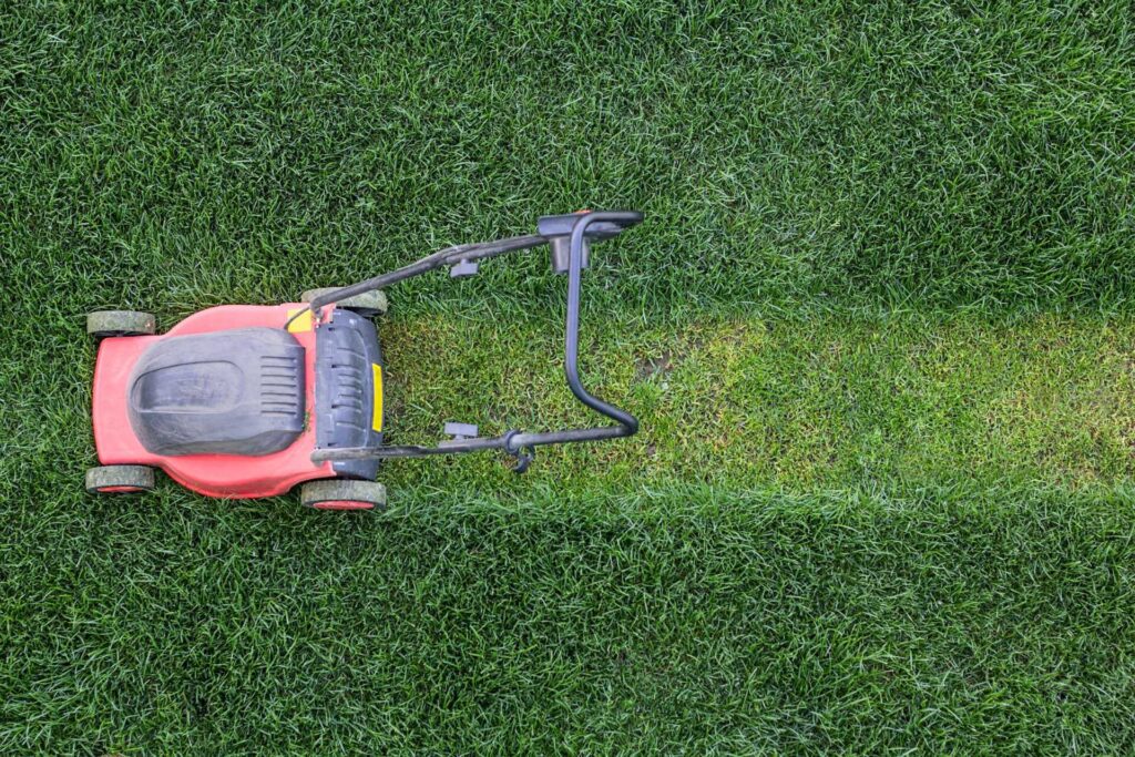10 Best Seasonal Strategies for Grass Fertilization
