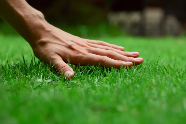 Hand-touching-green-lawn, Effective Lawn Fertilization Methods