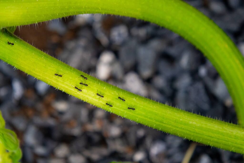 Seasonal Lawn Pest Control: How-to for West Michigan