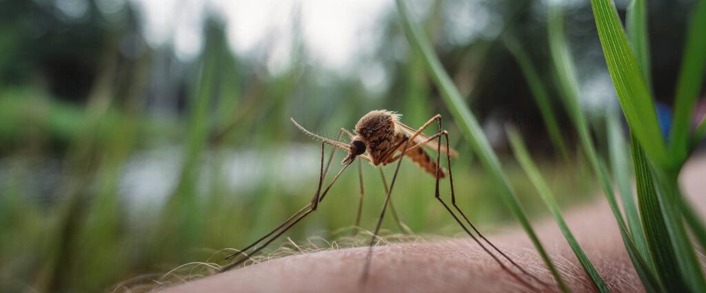 Surprising Mosquito Control Hacks for Your Yard