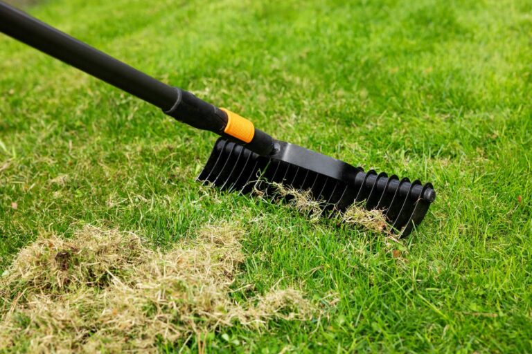Top 5 Fall Lawn Care Tips for Kentwood