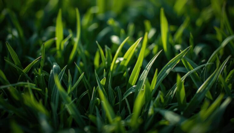 What Are Top Tips for Overseeding Success?