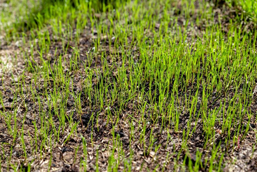Lush green grass sprouting from soil.