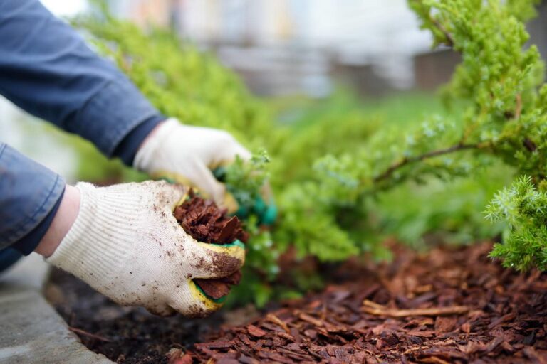 Gardener applying mulch to plants.