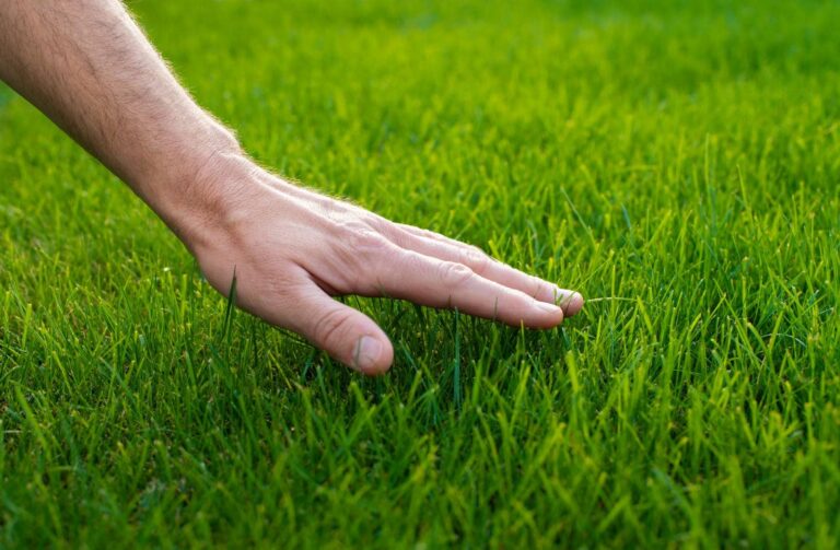 Hand touching lush green grass