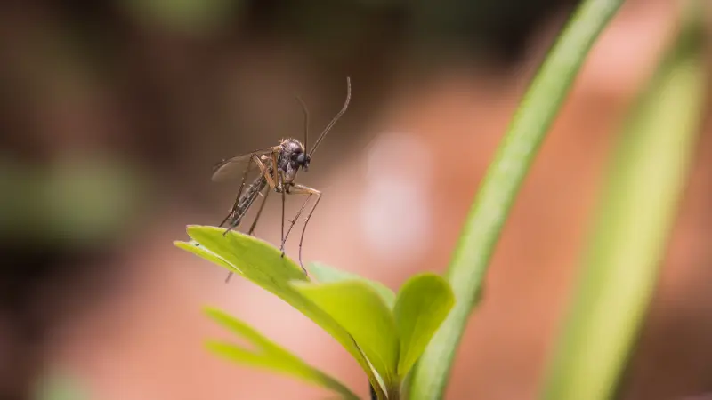 Closeup shot of a mosquito on a plant