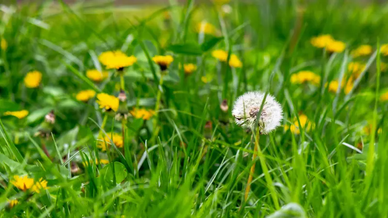 closeup weeds in grass with lawn care grand rapids