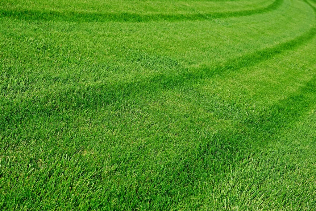 A green lawn kept lush with effective pest management.