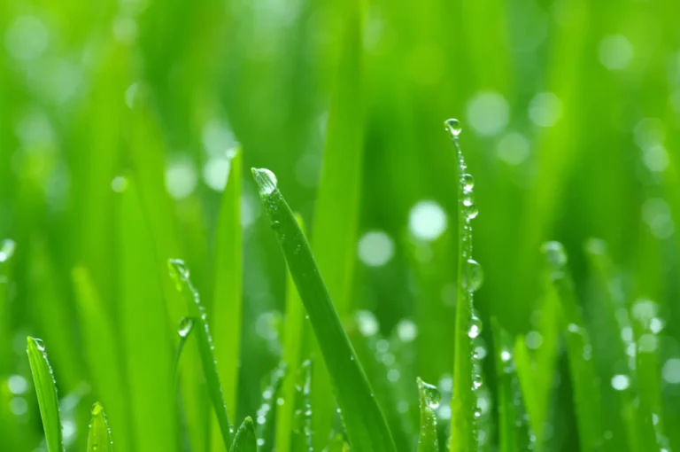 dew drops on grass after Custom Lawn Care Plans