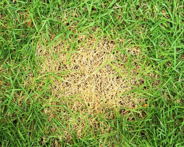 disease patch on lawn now the family is going to make use of Organic Pest Controls