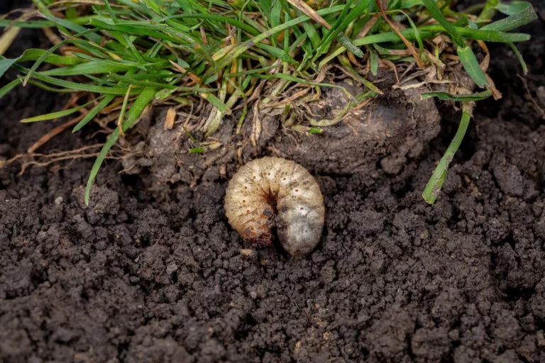 A grub laying in the dirt next to some green grass.
