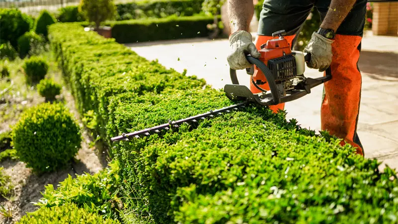 Professional hedge trimmer in action