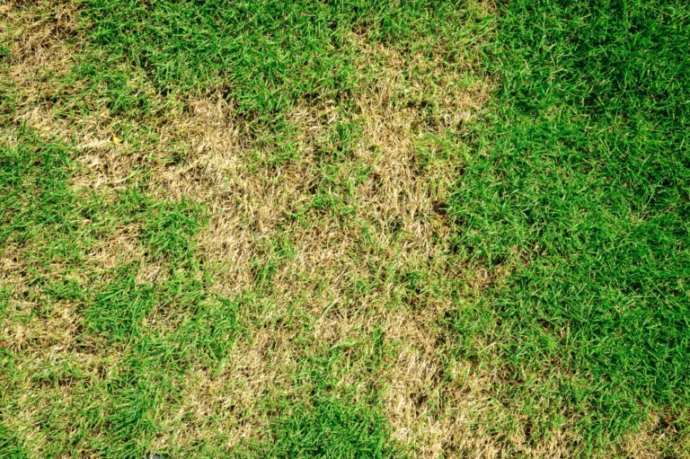 lawn disease gray patches and this is Why Choose Expert Lawn Aeration