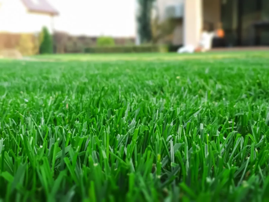 lawn on a sunny day after Safe Pest Management.