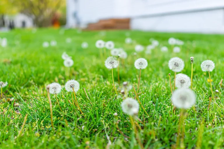 lawn-weeds on the grass at a family home now using the best fall Lawn Care Tips