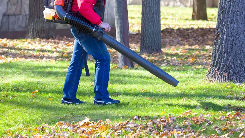 Removing fallen leaves with a leaf blower