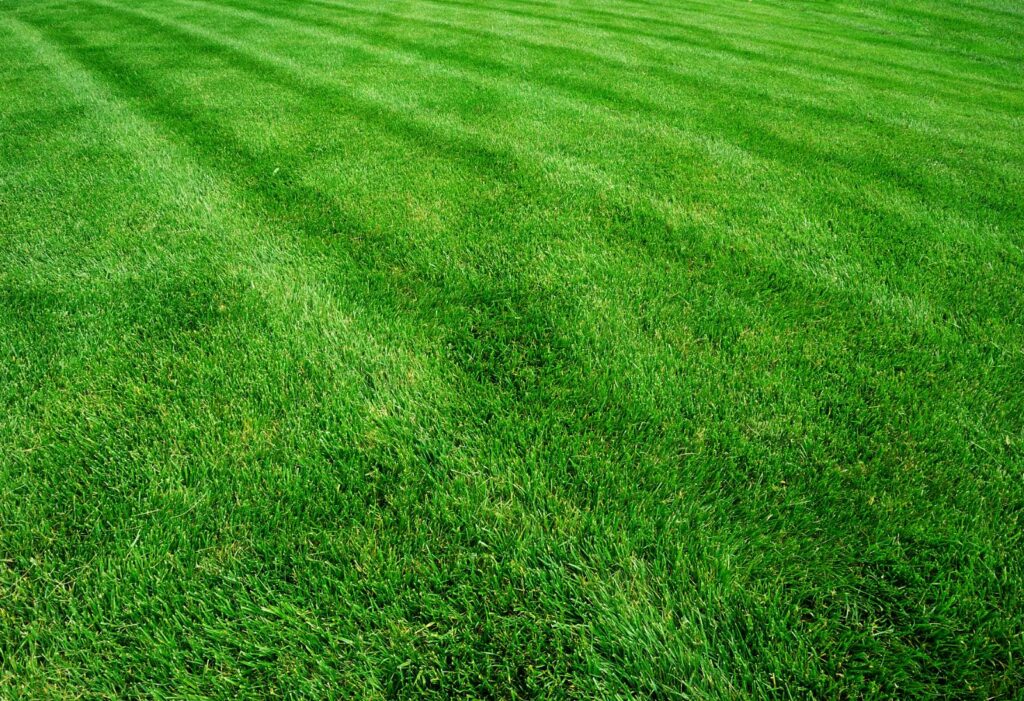 What Are the Best Tips for Healthy Lawns?