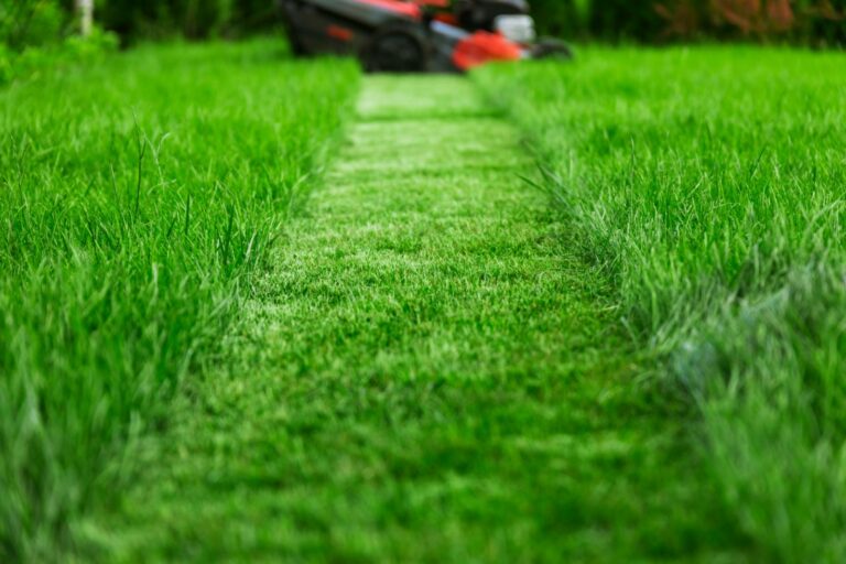 Top Weed Prevention Techniques for Lush Green Lawns