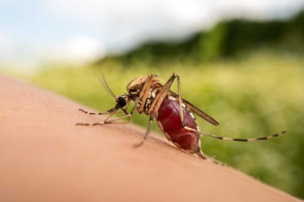 Effective Mosquito Control Tips for Grand Rapids Businesses